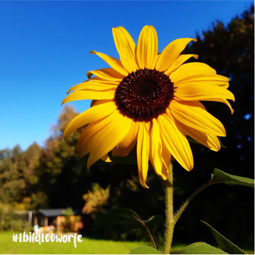 Eine Fotographie einer einzelnen Sonnenblume bit dem text "#1bild100worte" in der linken unteren Ecke